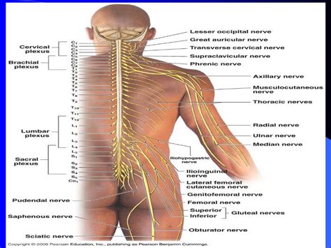 Ppt Spinal Cord And Spinal Nerves Powerpoint Presentation Free
