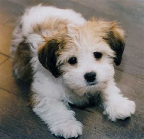 small dog mixed breeds  dont shed puppies pinterest      cute