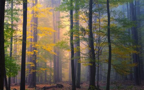 469435 Trees Forest Gloomy Nature Fall Landscape Mist Rare