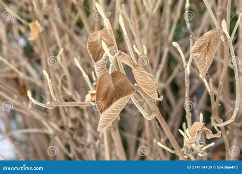 Beautiful Dry Leaf On A Bush In Autumn Late Autumn Yellowed Leaves