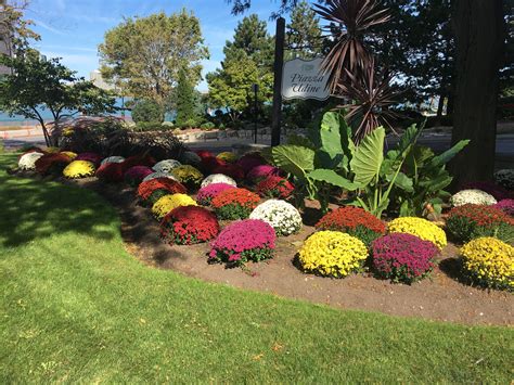 Garden centre ontario canada, garden supplies, plants, perennials, trees, shrubs, gifts, farm market, gift certificates, workshops. Stunning mum garden in Windsor, Ontario Canada. #flowers # ...