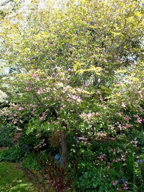 Free for commercial use no attribution required high quality images. PlantFiles Pictures: Cornus Species, Eastern Dogwood, Pink ...
