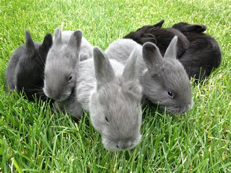 Silver Fox Rabbits Are A Rare Heritage Breed Of Rabbit They Are Gentle