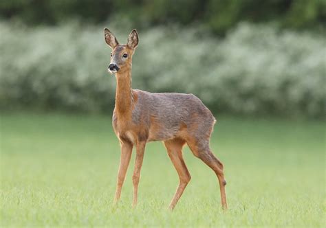 Roe Deer Facts Behavior Habitat Diet Pictures