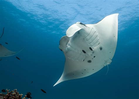 Satellite Tracking Reveals Reef Manta Rays Make Long Term Use Of Marine