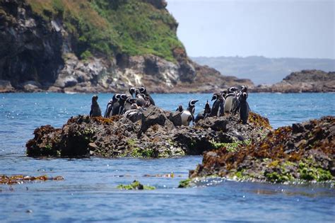 Chiloé Chile Visiting The Penguins Of Puñihuil With Impressive Views