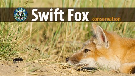 Swift Fox Conservation And Translocation Project Youtube