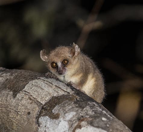 Madam Berthes Mouse Lemur The Smallest Primate Ricardo00 Flickr
