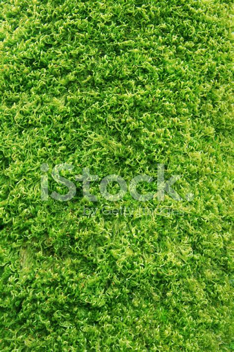 Mossy Stock Photo Royalty Free Freeimages