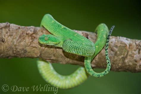 West African Bush Vipers Atheris Chlorechis Are Small To Medium Sized