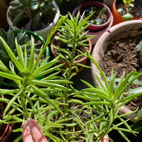 Prefers any location with partial shade. Peperomia Ferreyrae, Happy Bean - uploaded by @alysha