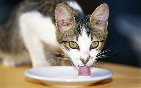 How Cats Drink Milk Without Getting Their Chins Wet Telegraph