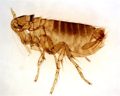 Adult Male Oropsylla Montana Flea 5634 Cdc This Flea Is A Flickr