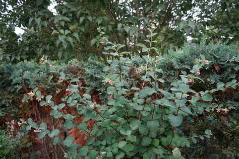 40 Snowberry Seeds Symphoricarpos Albus Honeysuckle Bush Etsy