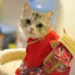 Kitties In Kimonos Geek And Sundry