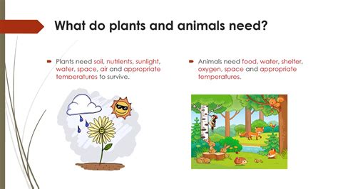 How Plants And Animals Live Together Youtube