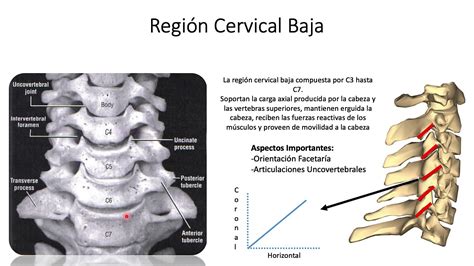 Biomecánica Y Función De La Columna Cervical Youtube