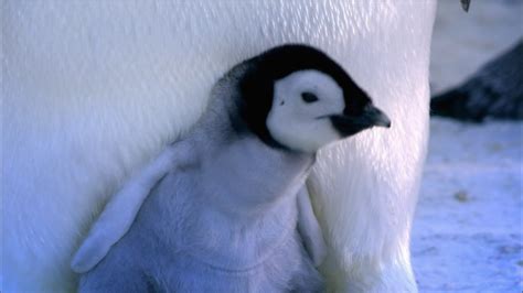 Baby Emperor Penguin Emerges From Shell Nature Pbs
