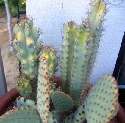 However, you can judge how much light your cactus needs by monitoring it for discoloration. Yellowing Problems? - Cactus Jungle