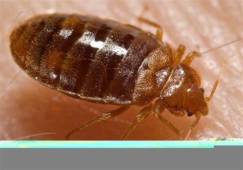 Bedbugs Arthropod Reaction Pulmonology Advisor