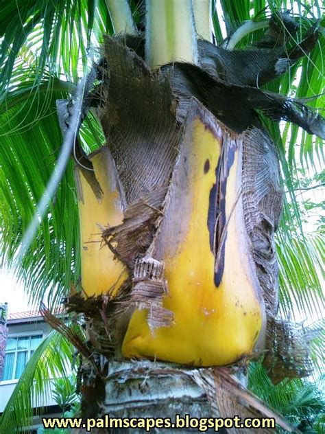 768 x 1024 jpeg 257 кб. PalmScapes: The Golden Malay Coconut Palm