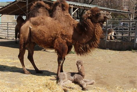 Просмотрите отзывы (177 шт.), статьи и 138 фотографий. Хорошо постарался: в течение двух недель верблюд из харьковского зоопарка стал трижды отцом ...