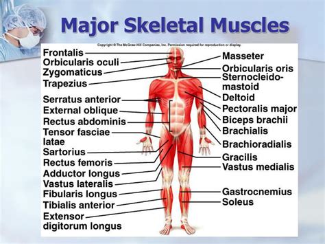 Ppt Chapter 9 Muscular System Powerpoint Presentation Free