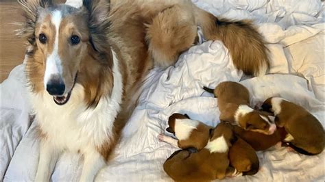 Rough Collie Lassie Puppies Mom Nursing Her Cute Babies Youtube