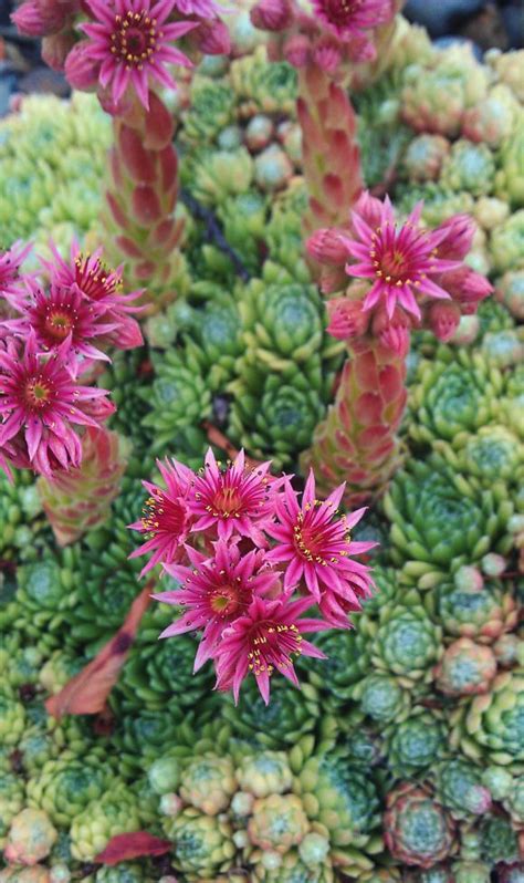 Discover the magic of the internet at imgur, a community powered entertainment destination. cobweb houseleek succulent love / The Brightness of Being ...