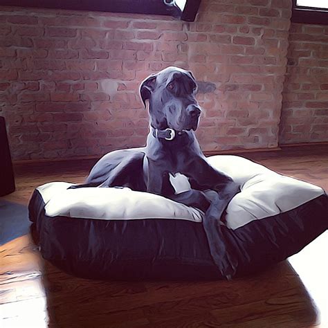 It is the perfect companion dog for those wanting a house. Lando Great Dane illustration | Great dane dogs, Great ...
