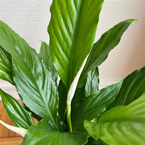 Spathiphyllum Livraison De Plantes Et De Bouquets De Fleurs En Direct