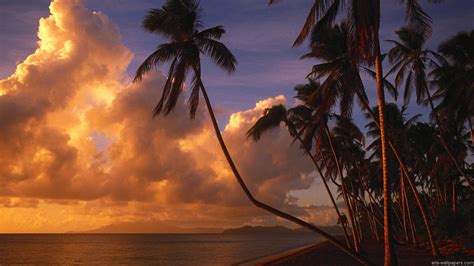 Tropical Sunset Wallpaper Desktop Wallpapersafari