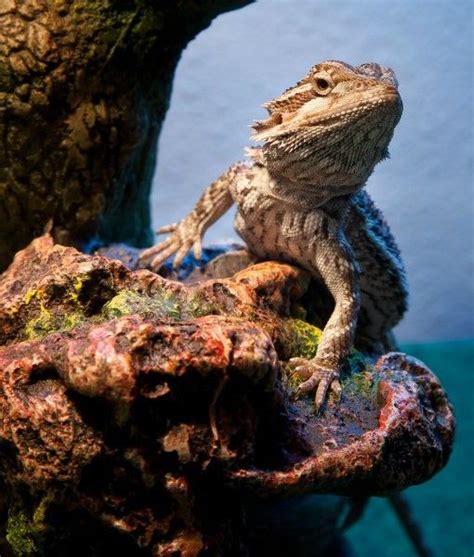 Compared to furry animals and many other pets, reptiles are a relatively low maintenance pet in terms of keeping a pet reptile is not a decision to be undertaken lightly, and reptiles have various unique care and feeding requirements that can make their. Bearded dragons are very popular pets, due to their ease ...