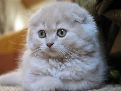 12 Reasons Why You Should Never Own Scottish Folds