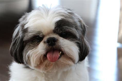 Shih Tzu Grooming Tips And Styles Canna Pet