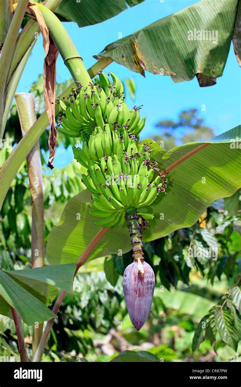 Banano Musa X Paradisiaca Flor Y Fruto Nosy Komba Madagascar