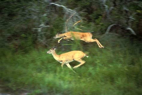 Free Picture White Tailed Deers Running Odocoileus Virginianus