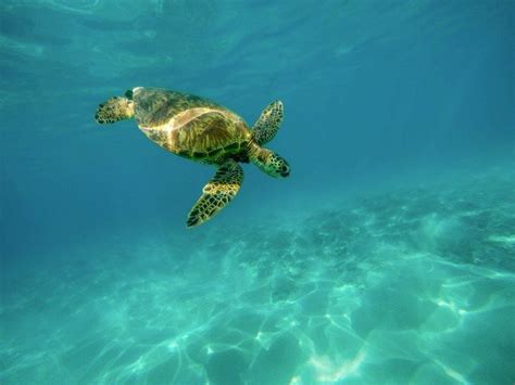 Ecotourism In Hawaii Planning A Sustainable Hawaii Vacation