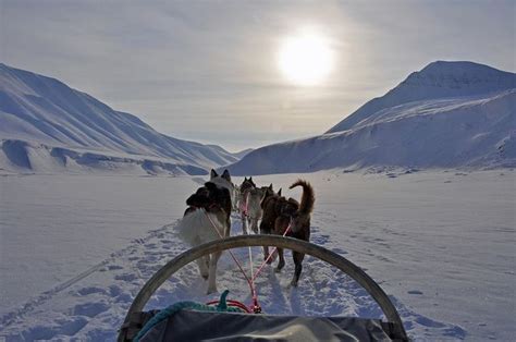 Dog Sledding Ride Svalbard Dog Sledding Svalbard Norway Norway