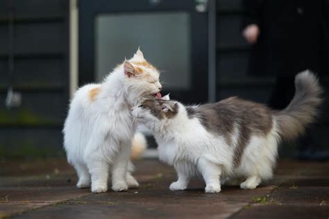 Why Do Cats Lick Each Other Catsel