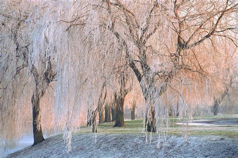 3 Weeping Willow Hd Wallpapers Background Images