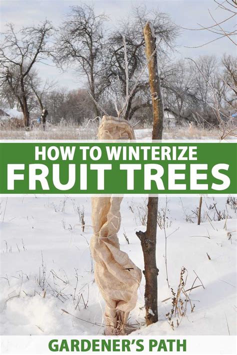 How To Winterize Fruit Trees Gardeners Path