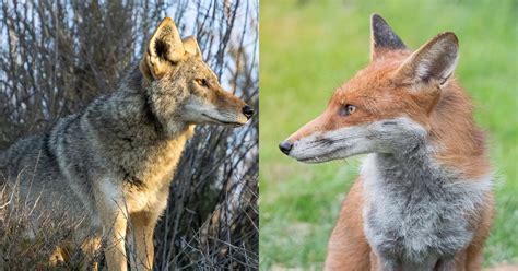 Fox Vs Coyote Diferencias Y Similitudes De La Mayoría De Los Cánidos