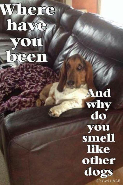12 Best Basset Hound Memes Of All Time I Love All My