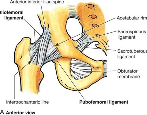 Anterior Aspect Of The Hip Including Capsule And Ligaments