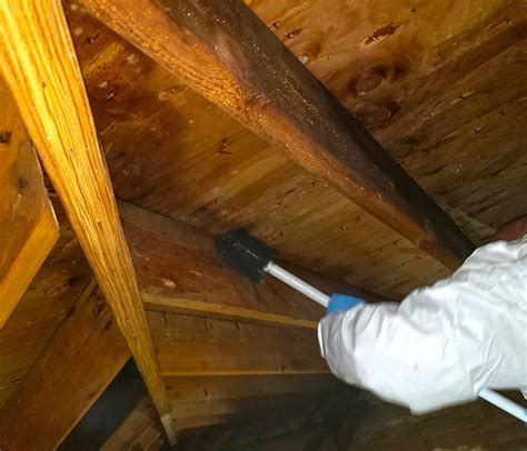 Attic Mold Removal By Mold Solutions By Cowleys