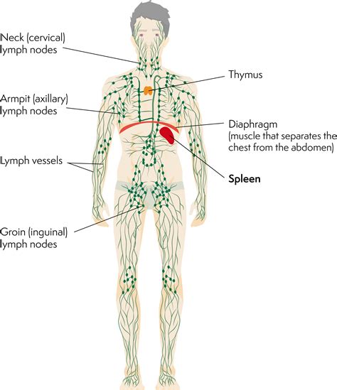 The function of the lungs is to oxygenate blood. Gastric Lymphoma Classification Cause Hunger Does ...