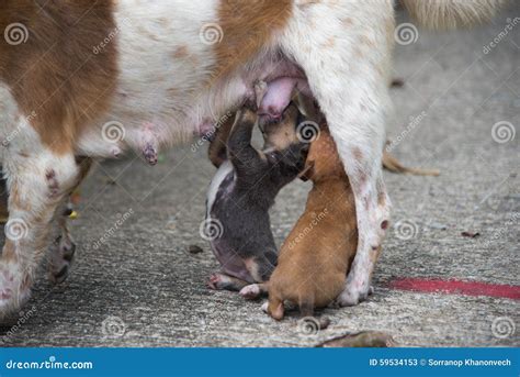 Newborn Puppies Dog Sucking Maternal Milk Stock Image Image Of Milk