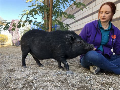 Unusually High Number Of Potbelly Pigs Sheltered At Animal Foundation