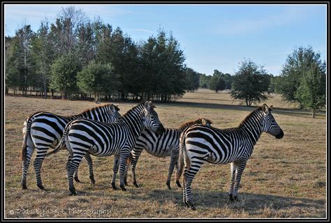 Farm Zebra See More